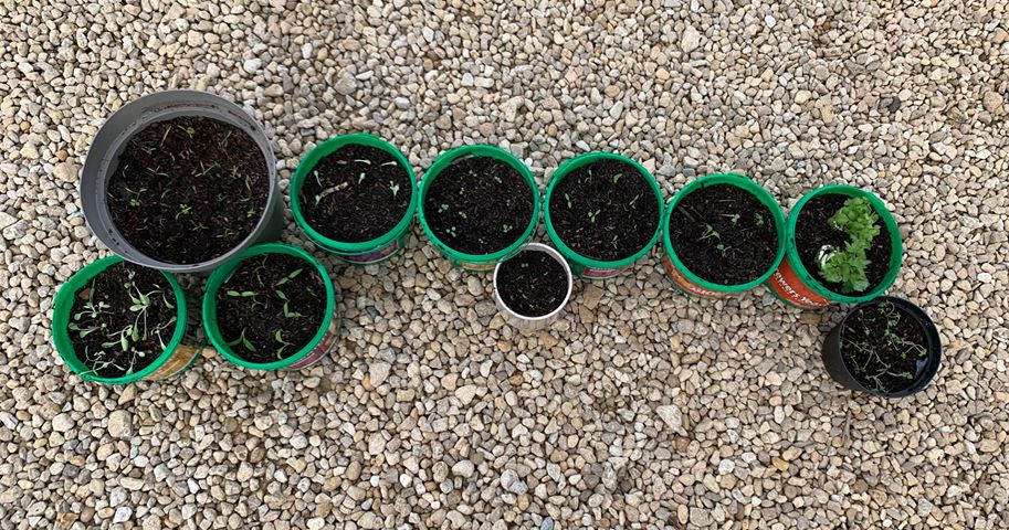 Giving our pots a new lease of life!

We are feeling inspired by one of our customers. How amazing is this idea of reusing our GH tubs to pot plants? 🌱 🌷 

We would like to know what you do with your empty GH tubs?♻️ 

#Globalherbs #powerofherbs #recycling #plants #getcreative