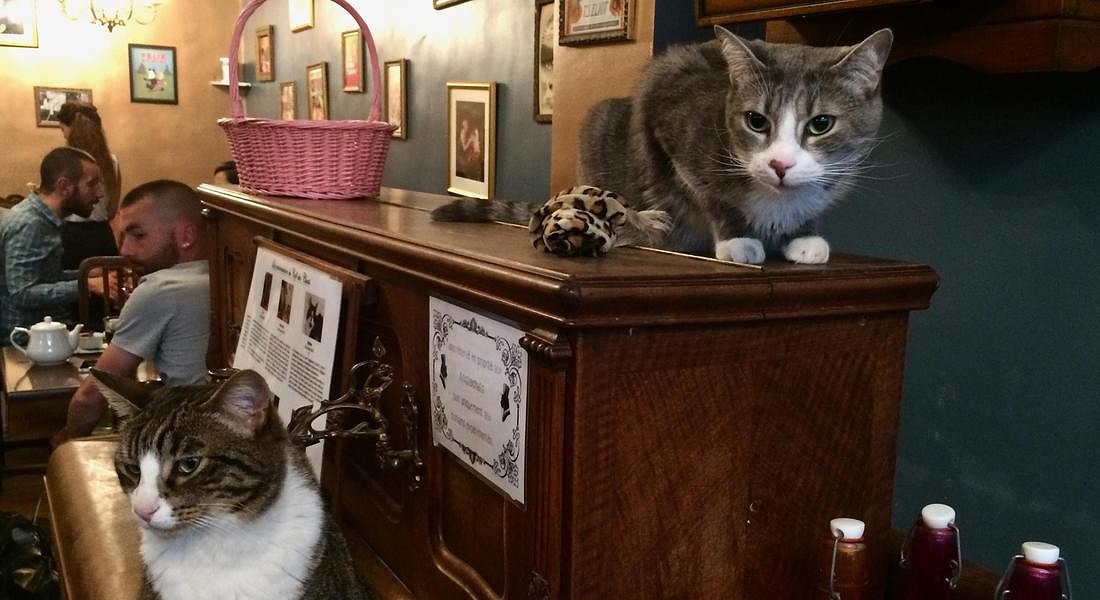 Camminando a Parigi, nel quartiere Marais, ci si imbatte ne: Le Café des Chats Un caffè dove si può consumare in compagnie dei simpatici felini L'iniziativa è sorta per aiutare i gatti abbandonati #FotografandoUnaCitta #CasaLettori @CasaLettori