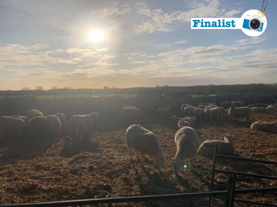 NFYFC's tweet photo. Well done to Emma Sanderson from @codurhamyfc who is our fifth finalist in the YFC Isolation Snapshot Challenge. Well done to Emma for capturing a moment in isolation.  

Head over to Facebook and Instagram to vote on your favourite finalist. 

#YFCatHome #YoungFarmers https://t.co/b6IN9F3wFh