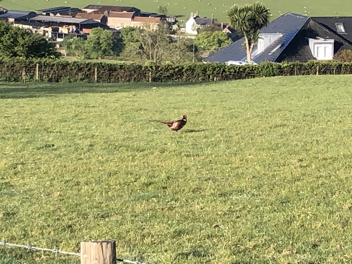 King's Bruton CCF tweet media