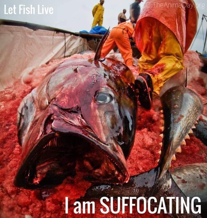 Lust auf Thunfisch Pizza 😱❓

Fische  leiden wie alle anderen Tiere,
sie werden Bestialisch ermordet, fühlen
jedoch Schmerzen, denn sie haben einen Komplexeres Nervensystem als Säugetiere!

Boykottiere Fisch und Fischprodukte 🙏🌱❣️

#TierewollenLeben #stopoverfishing #vegan