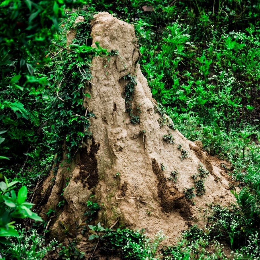 gamersandy's tweet photo. Termite Hill #termites #termitehill #naturephotographer #nature #naturelover #adobelr #insects #bkshivani #awgp #gamersandy #deeplife #spirituality #spiritualawakening #dehradun #dehradundiaries #nikond5300 #nikonindiaofficial #nikonphotography https://t.co/R016NNEEmG https://t.co/RPTvOFli1W