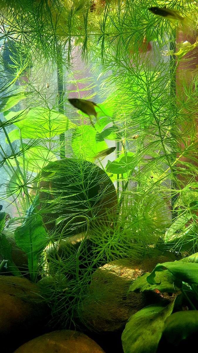 the plant growth in this tank is out of control...