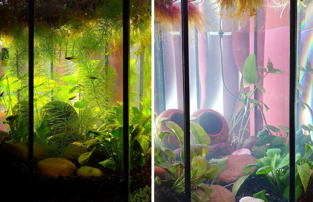 Now vs when I started the tank on march 8th.The only new plant I added were three small foxtail ( https://pbs.twimg.com/media/ETYH8VnUYAAN_d0?format=jpg). The rest of the new density is...natural growth.Glad most of the plants found new life after my prior neglect (except that front left most anubias, rip)