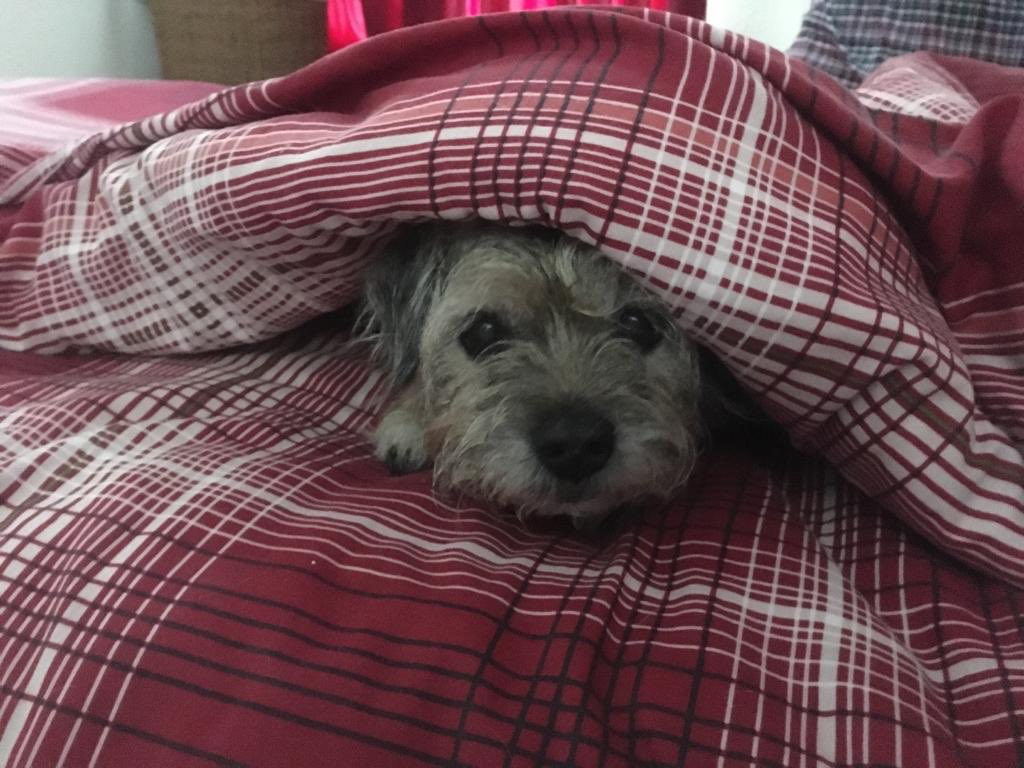 bikeandtricoach's tweet photo. Someone is loving their Saturday morning lie in, she’s been with me every day while I recover from my broken back #loyaldog #borderterriet https://t.co/r4Iw04zug9