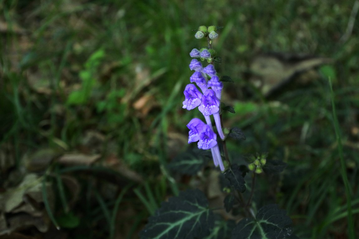 漱石枕流 シソバタツナミソウ 紫蘇葉立浪草 By J5 里山のいつもの路で シソバタツナミソウ が咲き始めています コバノ タツナミソウよりも葉も花も色が濃く 花は深い青紫色で 葉の裏側がシソの葉のように赤味がかっています タツナミソウ シソバ