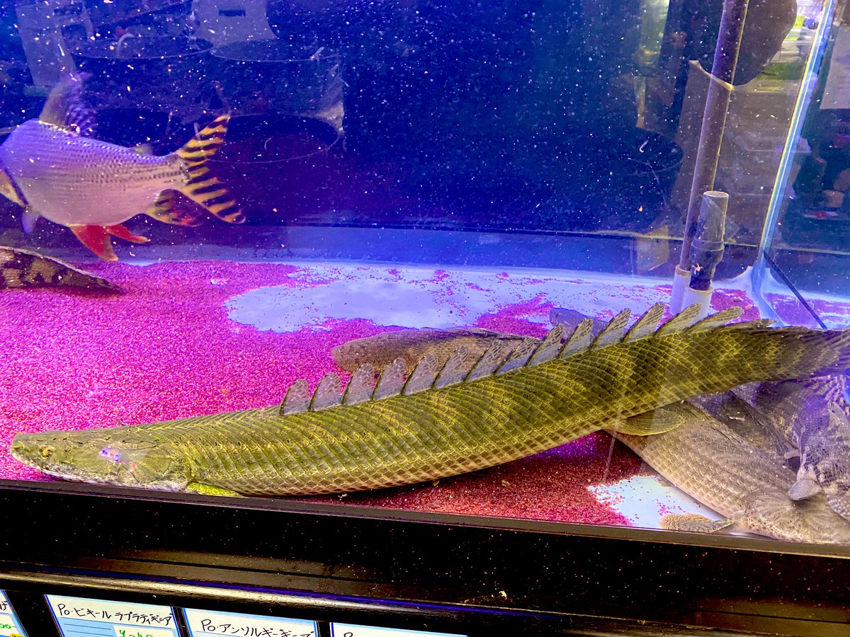 リミックスみなと熱帯魚 V Twitter トゥルカナ湖ビキールビキール 問い合わせ多数頂きましたのでご紹介させて頂きます 64cm 水槽外計測 古代魚 大型魚 ポリプテルス アクアリウム 熱帯魚