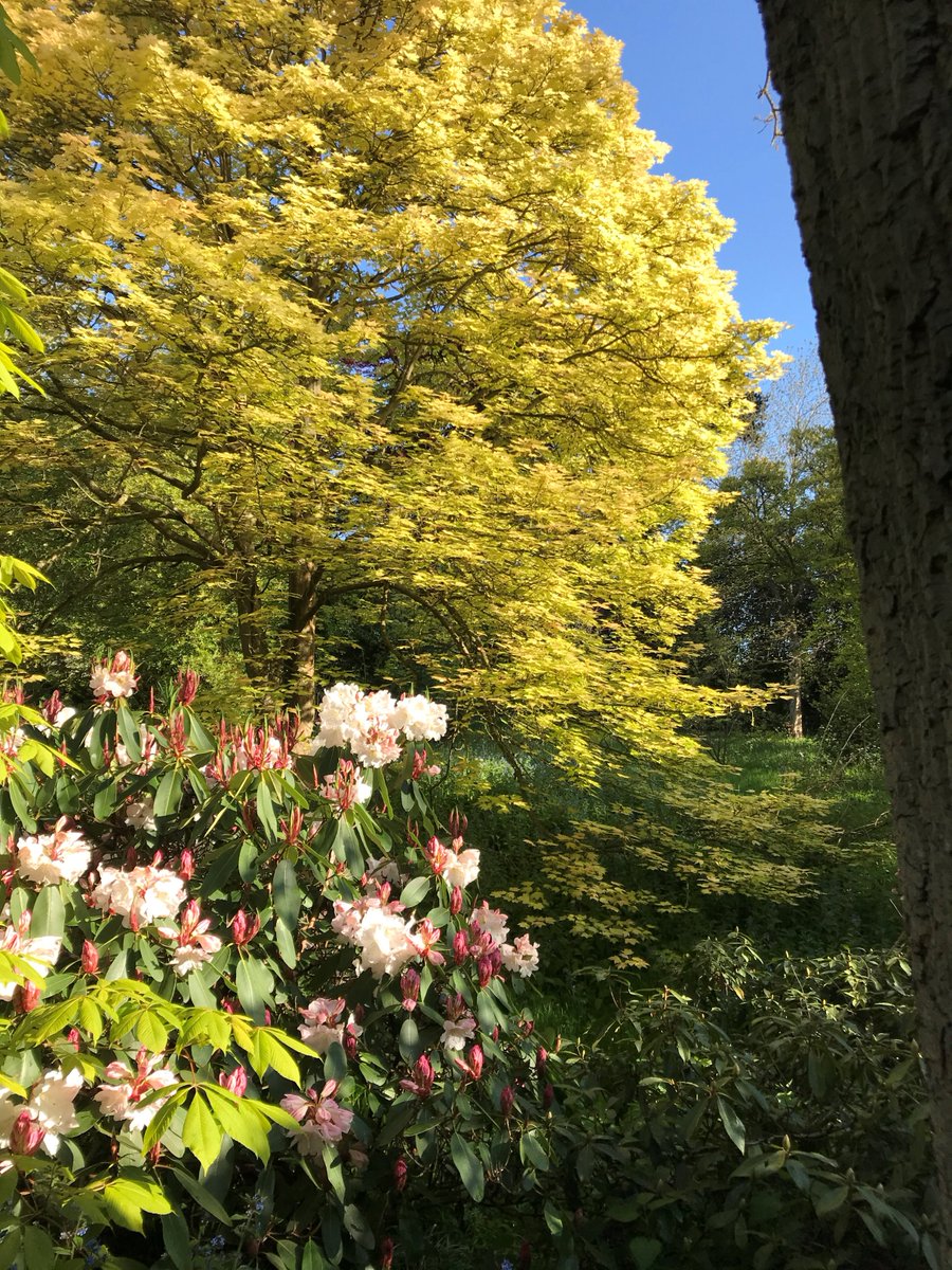 placeforplants's tweet photo. Some pics Sara has taken of the garden for you to enjoy. #ThePlaceforPlants https://t.co/45cLBVGhTB
