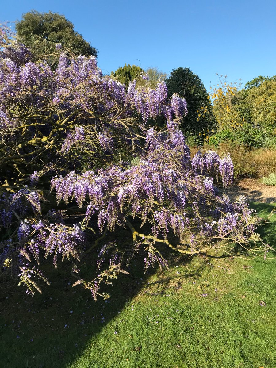 placeforplants's tweet photo. Some pics Sara has taken of the garden for you to enjoy. #ThePlaceforPlants https://t.co/45cLBVGhTB