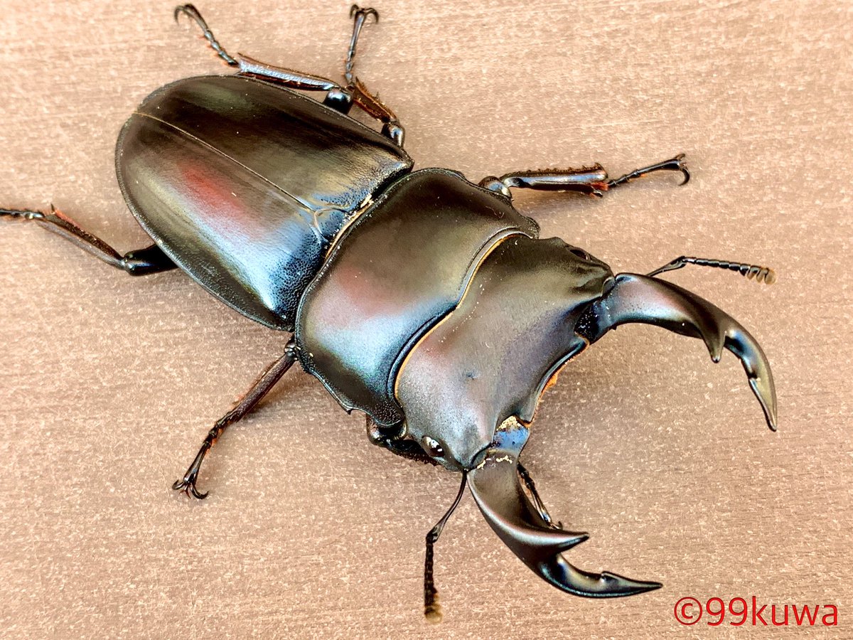 九十九里クワガタファーム 山梨県産オオクワガタ F0 幼虫採集で羽化させた個体です 販売開始しました オオクワガタ オオクワガタ採集