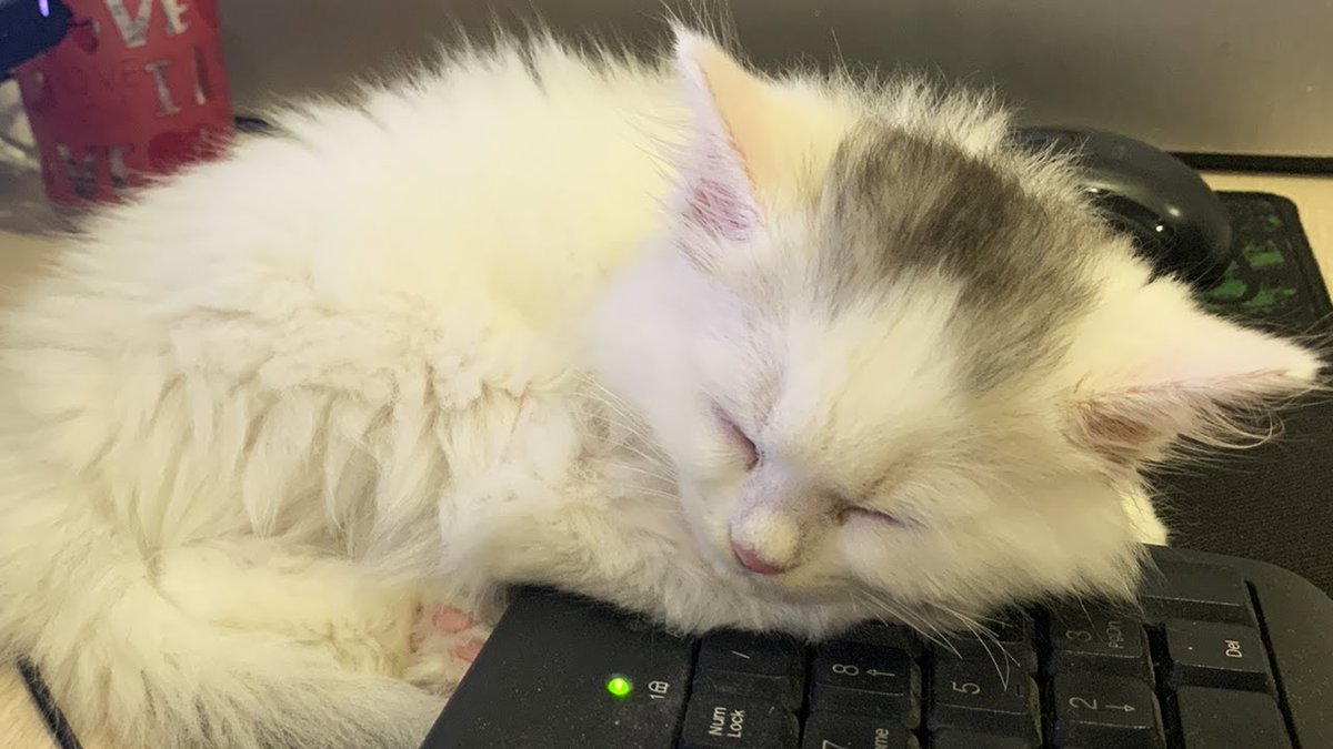 MeowMoeDotCom's tweet photo. Too #Cute #Kitten Sleeps On My Desk - I ...
#Cats #Cat #Kittens #Kitten #Kitty #Pets #Pet #Meow #Moe #CuteCats #CuteCat #CuteKittens #CuteKitten #MeowMoe
#γγ #Cat #CatFails #CatLogic #CatReact #CatReaction #CatVideos #Cats
https://t.co/JbufBE0QLJ
. https://t.co/2IvpGlh171