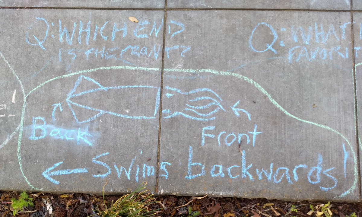 I've been asked "What's your favorite squid?" a lot here on Twitter, and today it showed up on the sidewalk too! The other question was "Which end is the front?" and I was so excited I wrote too fast and had to had to rub it out and fix it. 