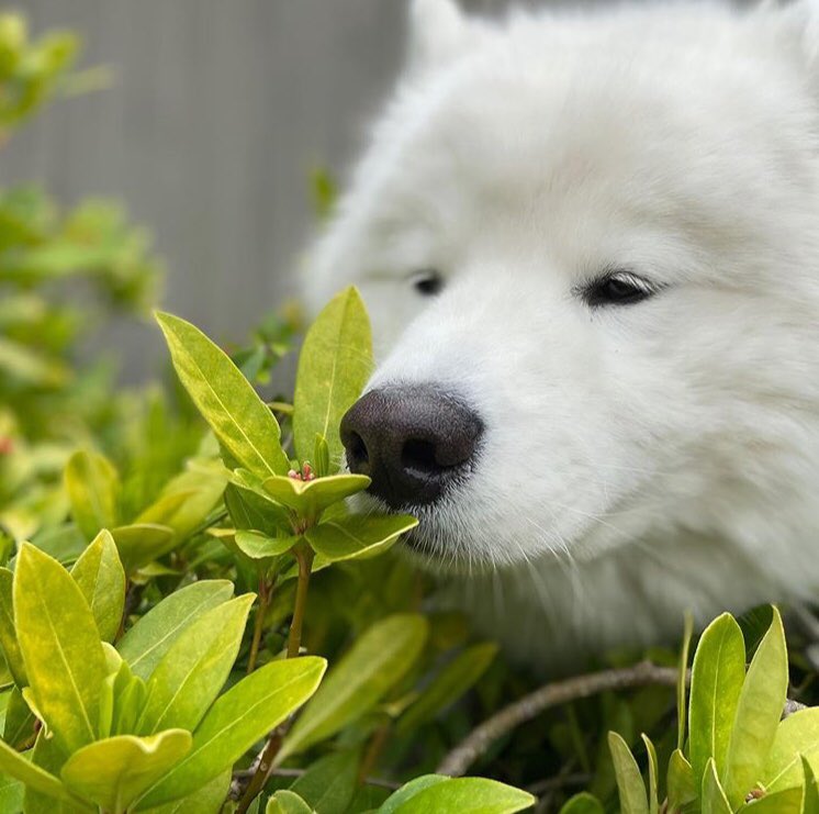 I just love this picture of <a href="/slimster62/">Fred T Chang</a>’s puppy...you just can’t help but smile...especially after a hard day!  #samoyed #puppyChang #puppylove 🐾