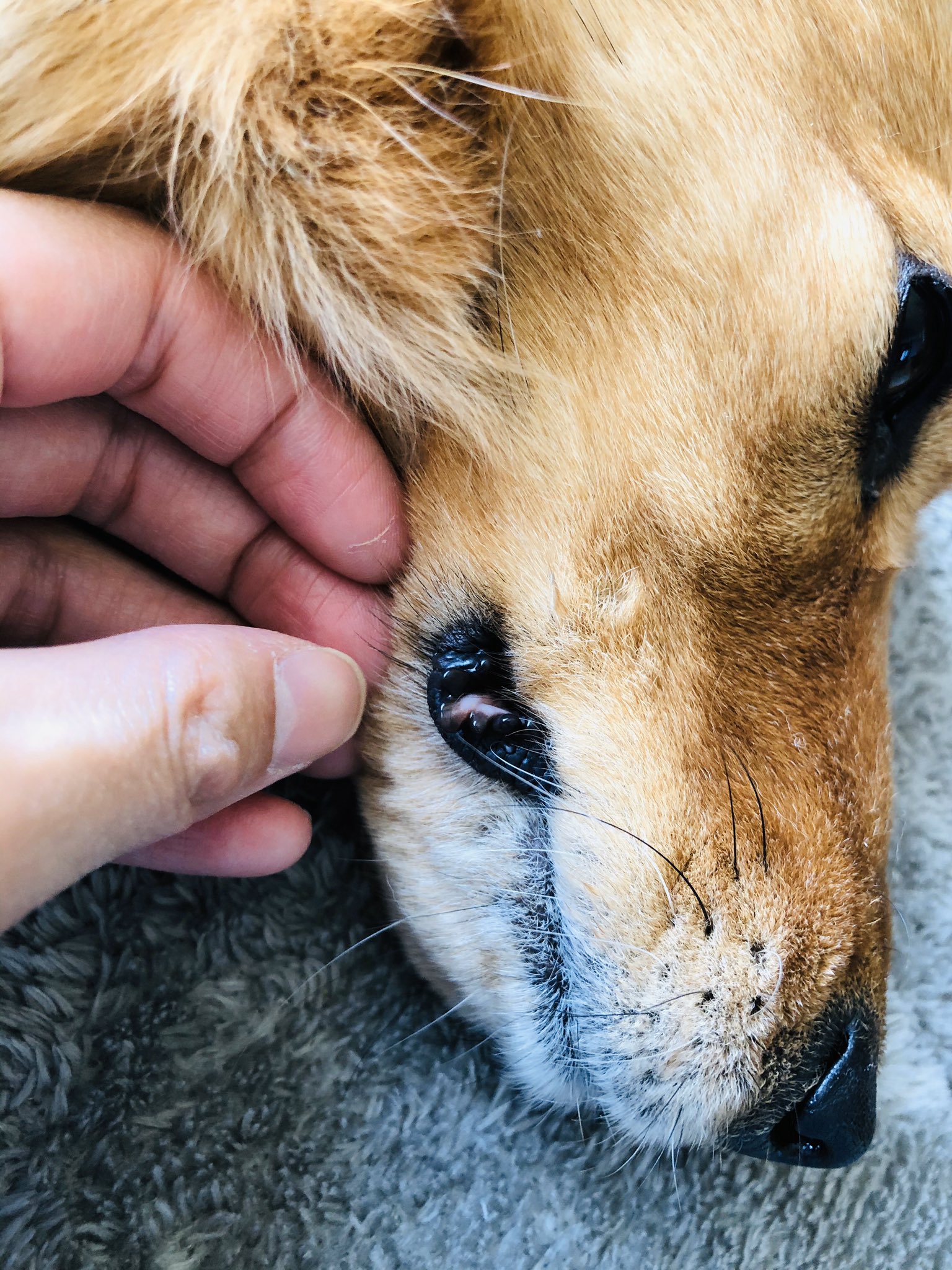Wild Bullet 犬の口にはゴムパッキンがついている 動物のお医者さん 狼犬 Wolfdog T Co Feazqontkl Twitter