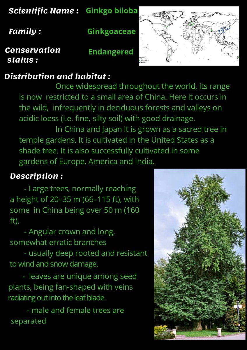 BeingIfs's tweet photo. Topic of the Day : Ginkgo biloba - The Maiden Hair Tree
KYC Series- Issue #18
#KYC_IGNFA #IFSBatch2019
Text : Akshay Bhorde (IFS, 2019 Batch)
Design : @kasturi_sule (IFS, 2019 Batch) https://t.co/25uWwKre7P