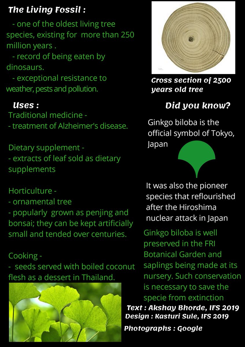 BeingIfs's tweet photo. Topic of the Day : Ginkgo biloba - The Maiden Hair Tree
KYC Series- Issue #18
#KYC_IGNFA #IFSBatch2019
Text : Akshay Bhorde (IFS, 2019 Batch)
Design : @kasturi_sule (IFS, 2019 Batch) https://t.co/25uWwKre7P