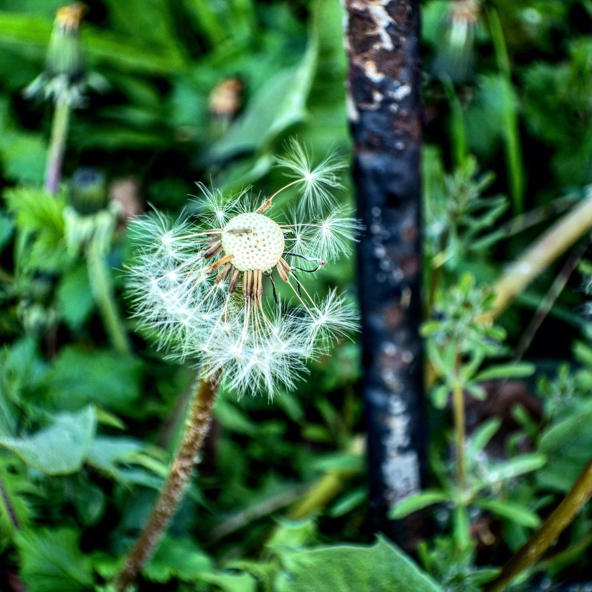 RadioAndrewE's tweet photo. Dandelion glories 2) plus a bonus Snake’s Head Fritillary! Work walks and daily exercise, Headingley and Meanwood, Leeds (11-23/4/20)
.
.
#leeds #meanwood #headingley #dandelion #snakesheadfritillary #walktowork #dailyexercise #oneformofexerciseaday https://t.co/L5uVWLFvxP