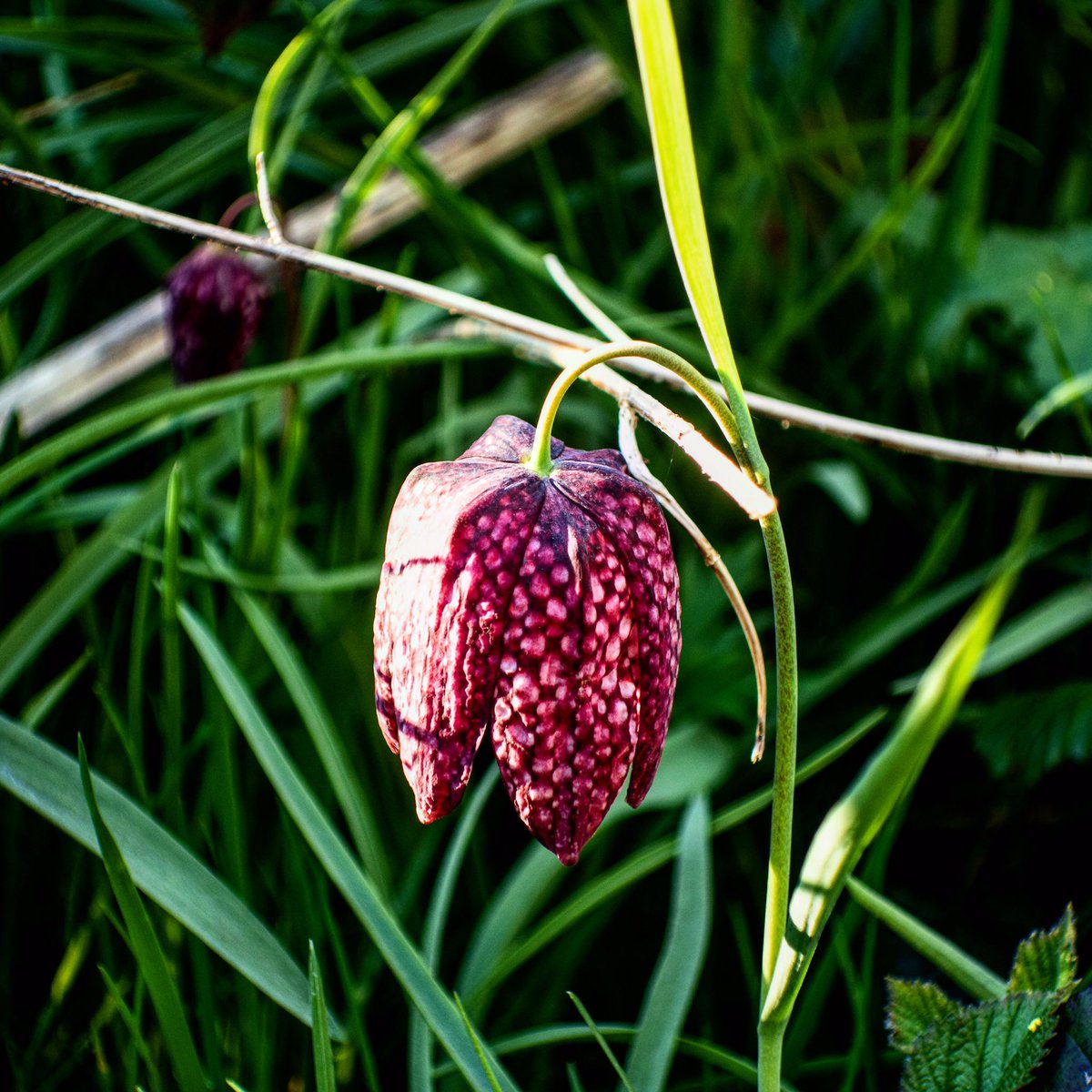 RadioAndrewE's tweet photo. Dandelion glories 2) plus a bonus Snake’s Head Fritillary! Work walks and daily exercise, Headingley and Meanwood, Leeds (11-23/4/20)
.
.
#leeds #meanwood #headingley #dandelion #snakesheadfritillary #walktowork #dailyexercise #oneformofexerciseaday https://t.co/L5uVWLFvxP