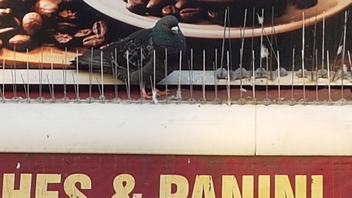 How well do you know #Westcliff. Just where may this cheeky pigeon be?
#Southend <a href="/WestcliffonSea/">Westcliff on Sea</a>