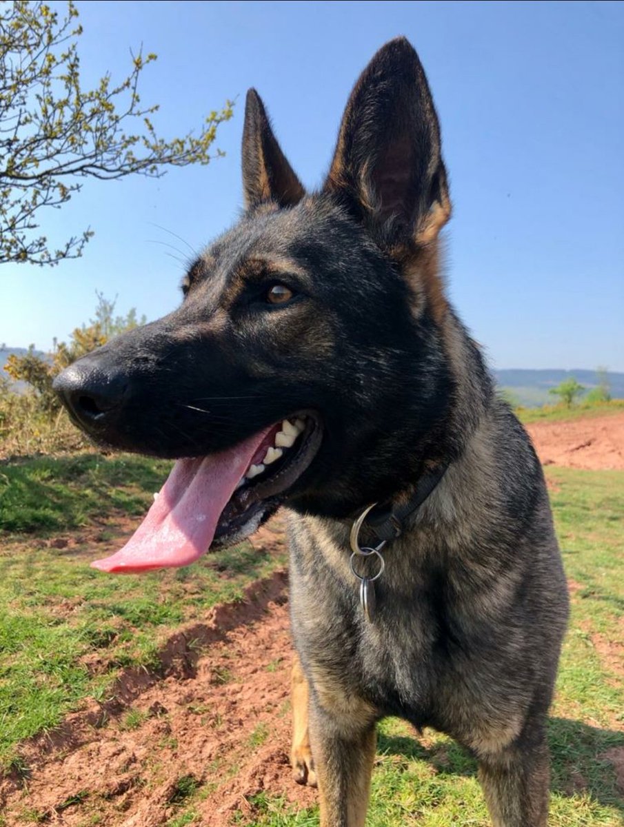 ASPoliceDogs's tweet image. Following criminal damage to motor vehicle in South Bristol, a suspect was detained in the vicinity. PD Clover searched the area concerned and located the iron bar used by the offender in the commission of the offence. 🐾🐾