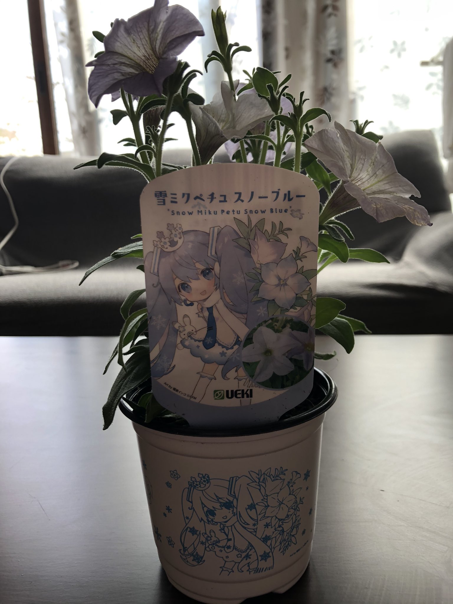 تويتر 燈夜 على تويتر えへへへへへ W 雪ミクちゃんのペチュスノーブルー ゲットしてきました 桜の枝の販売もしてるお 花屋さんなので おまけが付いてましたー W 桜ミクちゃんの桜風味大福もうまうまいただいてます 雪ミク 桜ミク