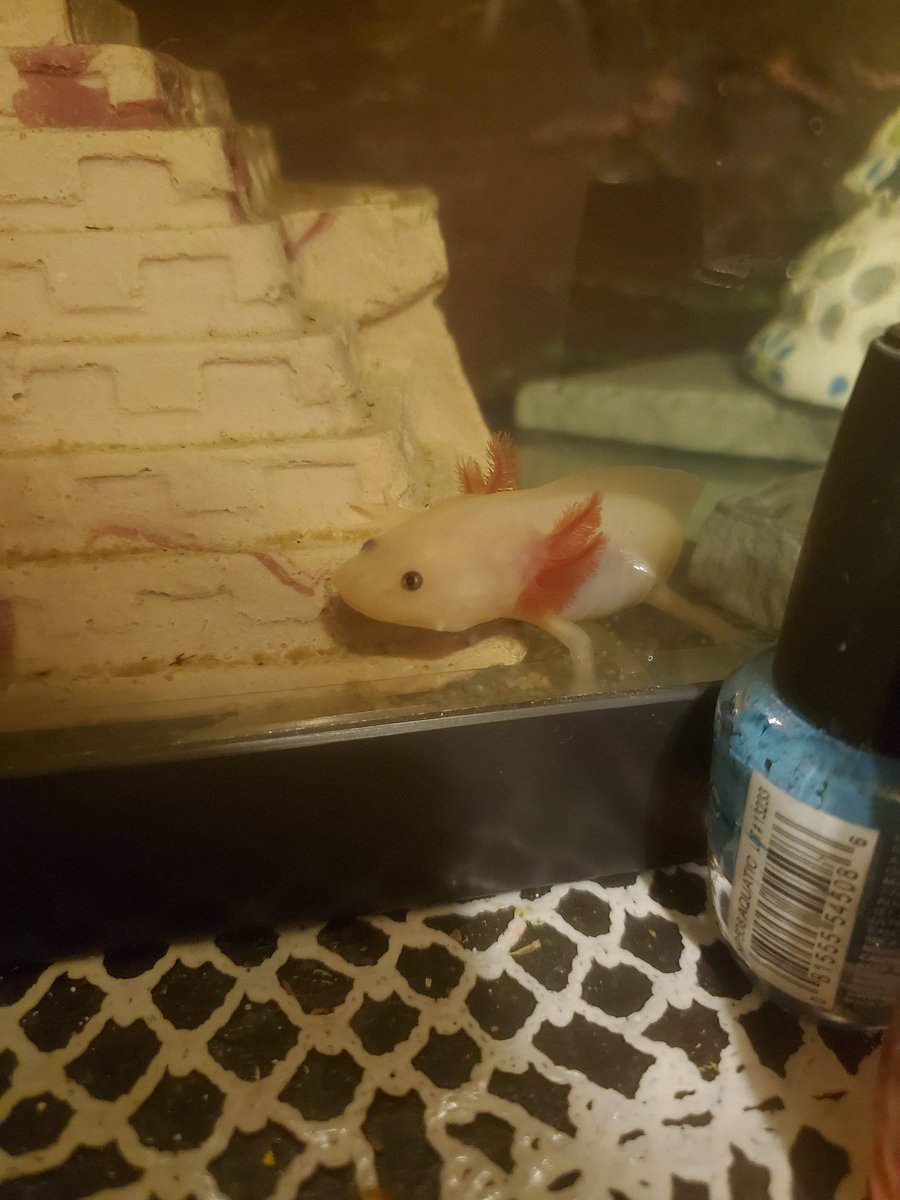 So just wanna make sure, I've been told that if the gills of an Axolotl are curved forward it could be a sign that they are stressed, does my axolotl look stressed?#axolotl #axolotlHealth #axolotlquestions