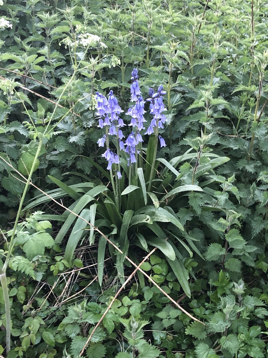 King's Bruton CCF tweet media