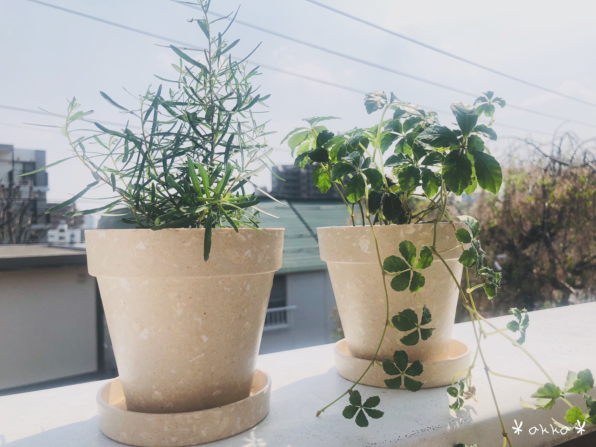 𝙰𝚂𝚄𝙺𝙰 植え替え シュガーパイン ユーカリ ニッコリー 観葉植物 Green Flower 観葉植物のある暮らし おうち時間 スマホ写真 写真を撮るのが好きな人と繋がりたい 写真が好きな人と繋がりたい T Co Pvorrpohlc Twitter 𝙰𝚂𝚄𝙺𝙰 植え替え シュガーパイン ユーカリ ニッコリー 観葉植物 Green Flower 観葉植物のある暮らし おうち時間 スマホ写真 写真を撮るのが好きな人と繋がりたい 写真が好きな人と繋がりたい T Co Pvorrpohlc Twitter