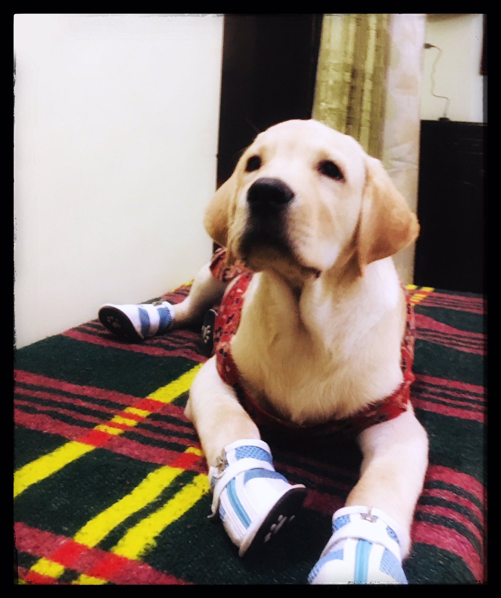tyson_the_labby's tweet photo. All ready with my trendy shoes and Hawaiian shirt to go and impress some girls 🐾 🐶 https://t.co/rhoIENZp1o
