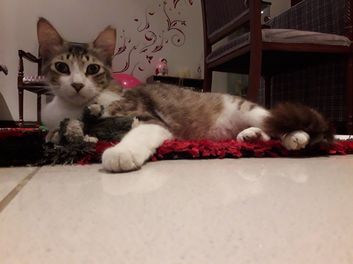 CatsCompound's tweet photo. @JoyOfCats Meow update:
#MrLT is entering the #TwitterCritterIdol
3rd picture - Love, love me do 🐾
#CatsOfTwitter
#QatarCats
#AdoptDontShop https://t.co/DKk6K6OjI2