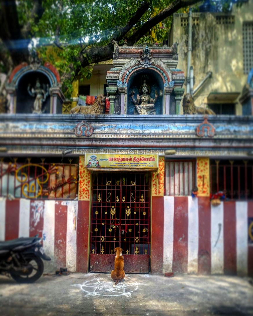umak_mony's tweet photo. Quarantine Parithabangal 🐶

#Lockdown3 #Quarantine #QuarantineLife #QuarantineDiaries #lockdownindia #photography #streetphotography #candid #dogs #dogsduringlockdown #puppy #puppylove #HopeOnTheStreet https://t.co/q62pQoKI5p