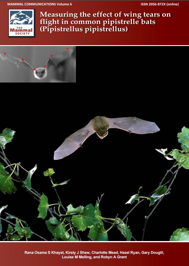 Well done Rana on publishing your 2nd PhD paper on bat wing tears affecting flight in <a href="/Mammal_Society/">Mammal Society</a> #MammalCommmunications A fab collaboration with Hazel Ryan <a href="/WildwoodTrust/">Wildwood Kent</a>, Charly Mead @WildwoodEscot and many <a href="/_BCT_/">Bat Conservation Trust</a> carers  mammal.org.uk/science-resear…
