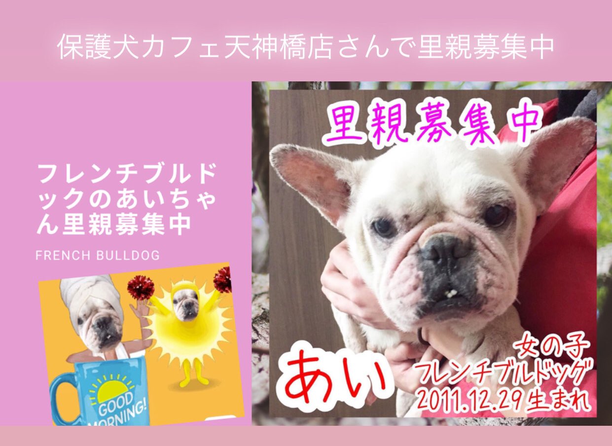 フレブルkoharu しばらく休眠中 フレンチブルドックのあいちゃん里親募集中 保護犬カフェ天神橋店 さんで里親募集中です 詳細は保護犬カフェ天神橋店さんに Hogokencafeten1 さんに 今までのあいちゃんの動画は T Co Nnodistpoa 個人