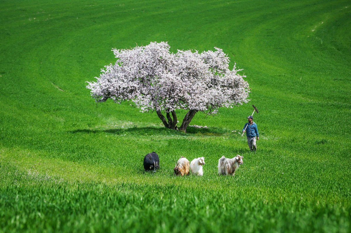 tariharsivi's tweet photo. Hayırlı sabahlar Türkiye'm
Van

Fotoğraf @obilgin65 https://t.co/LY8fKQbUFa