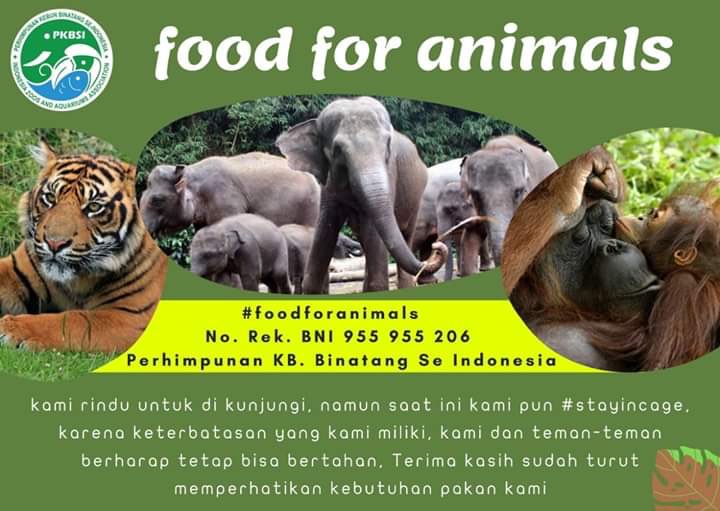 Gaes, apabila ada rezeki berlebih, bs jg sebagiannya didonasikan ke kebun binatang yg kekurangan bahan pakan utk satwa yg hidup di dalamnya selama pandemi.

Sila donasi ke rekening BNI 955955206
An. PKBSI supaya disalurkan ke masing2 kebun binatang yg membutuhkan.

Thank you 🙏