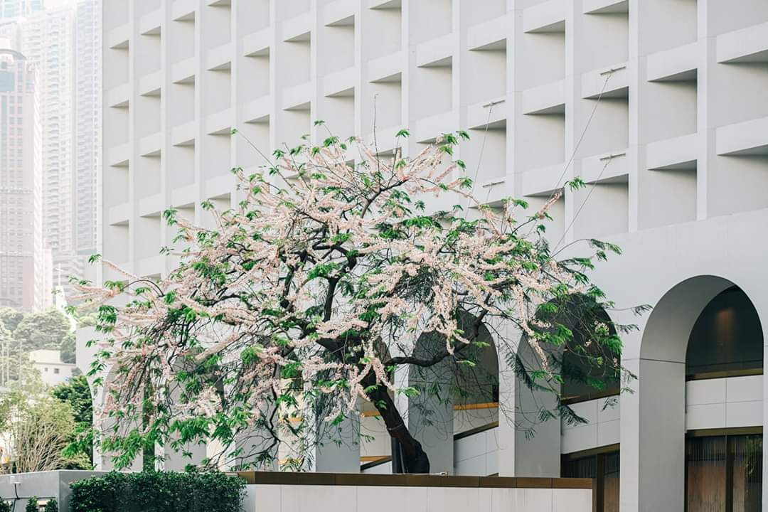 cowcfj's tweet image. 今天facebook上最多香港人分享的，可能是這張照片。一棵經歷百年風雨的老樹，在這亂世中竟然又再度綻放了。

原貼：facebook.com/44127888329501…

#hongkong