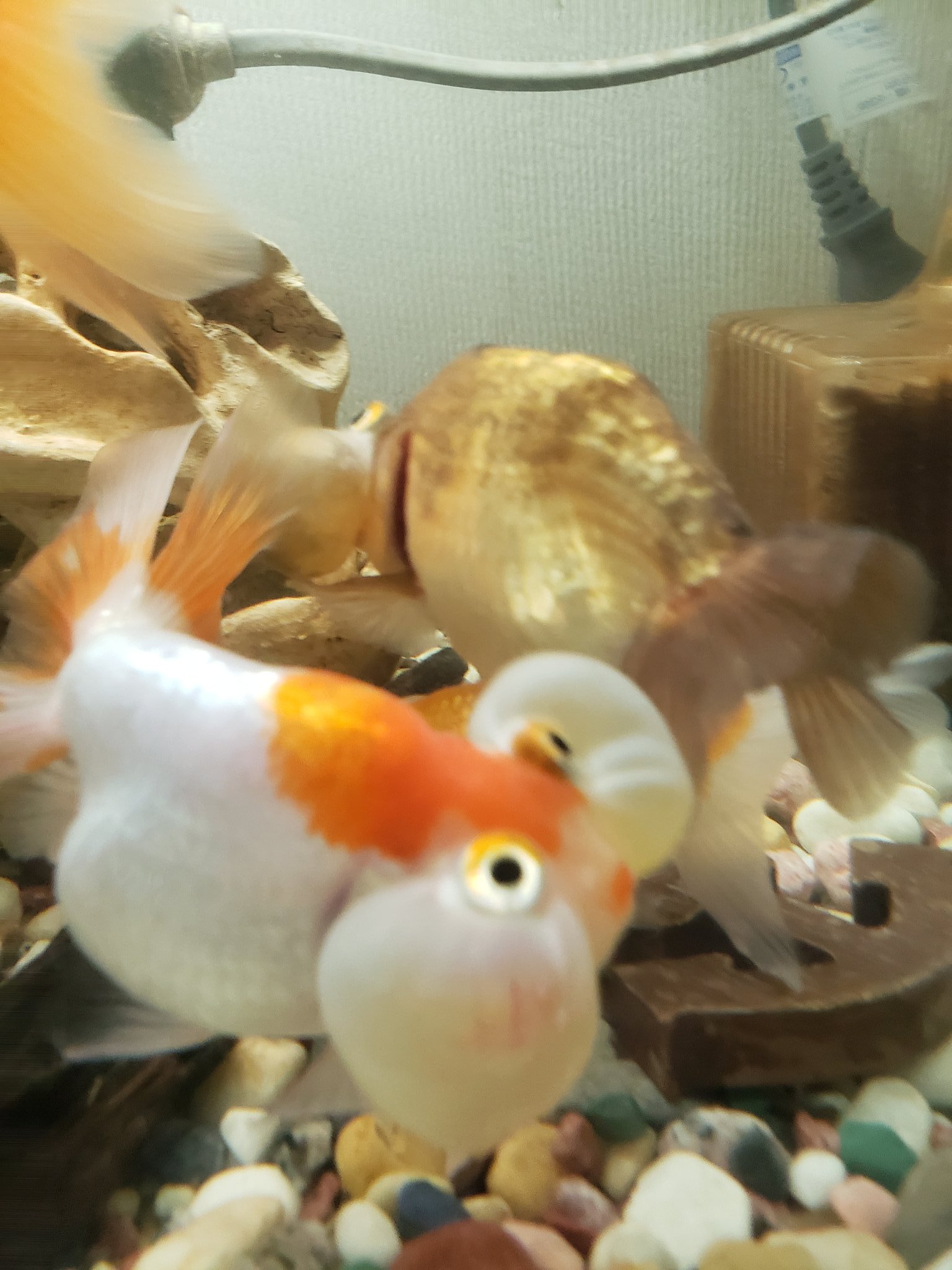 霜月 っ W C 家で飼ってるスイホウガンなんですが 頬に筋やら荒れてるやらでなにか病気かな とかちょっと分からないんですが ヒーターで火傷したのかな 尾びれの赤赤しい筋が増えてて怖いのだけれど 教えて 金魚 T Co Bmdvplyhuw Twitter