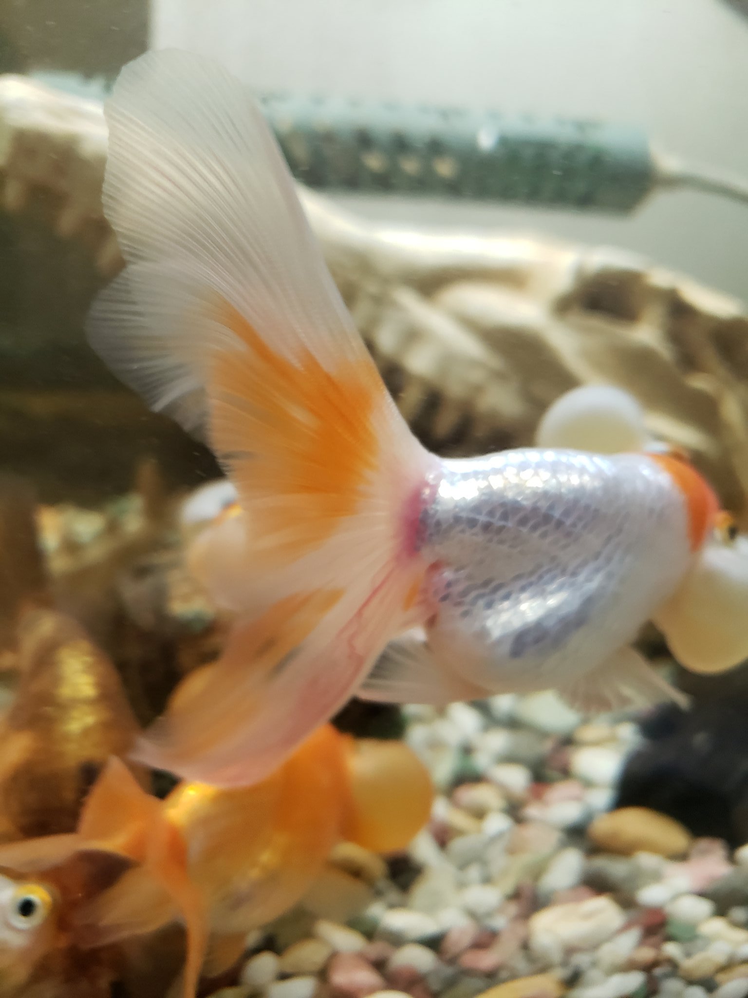 霜月 っ W C 家で飼ってるスイホウガンなんですが 頬に筋やら荒れてるやらでなにか病気かな とかちょっと分からないんですが ヒーターで火傷したのかな 尾びれの赤赤しい筋が増えてて怖いのだけれど 教えて 金魚 T Co Bmdvplyhuw Twitter