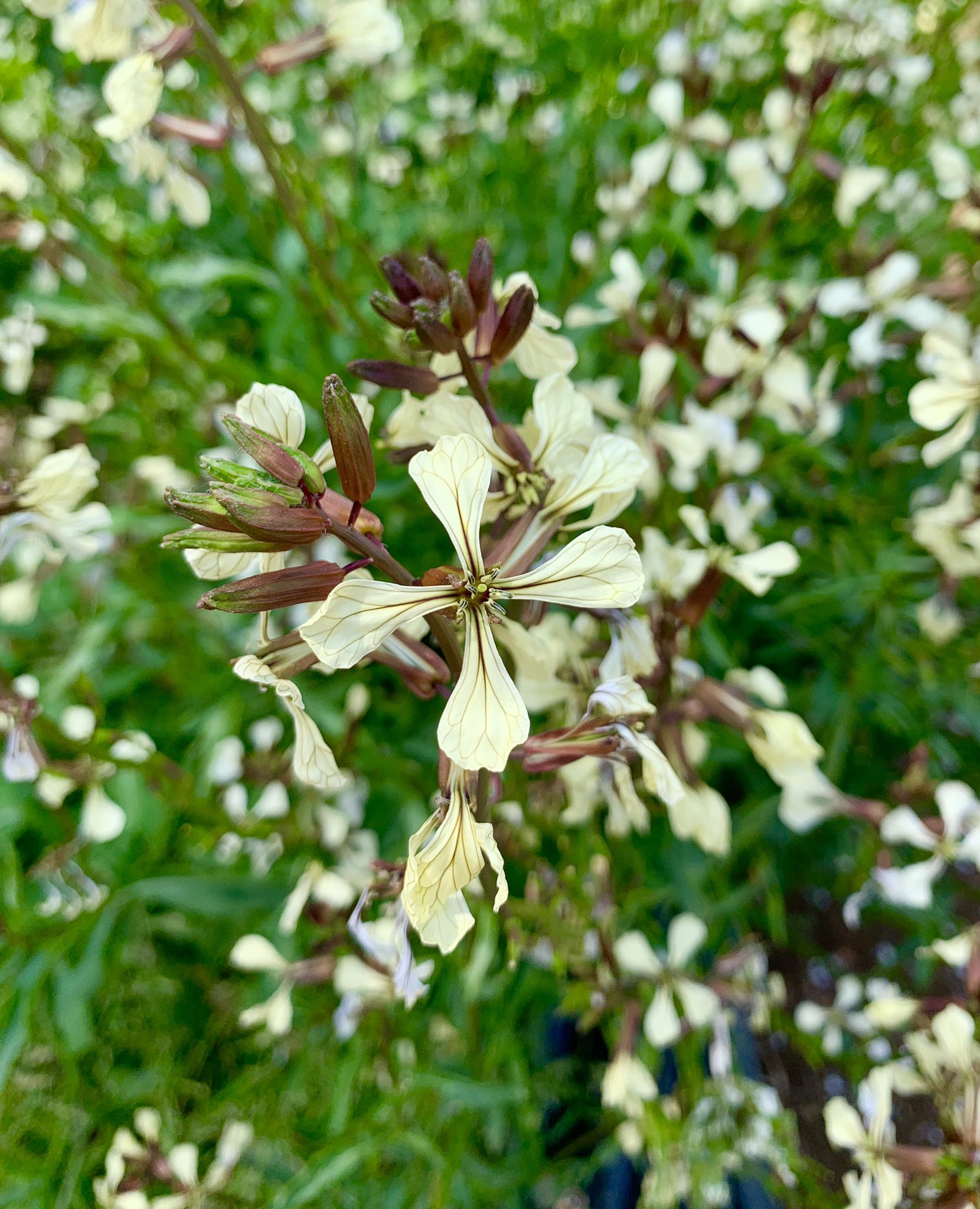 花も美味しい Twitter Search Twitter