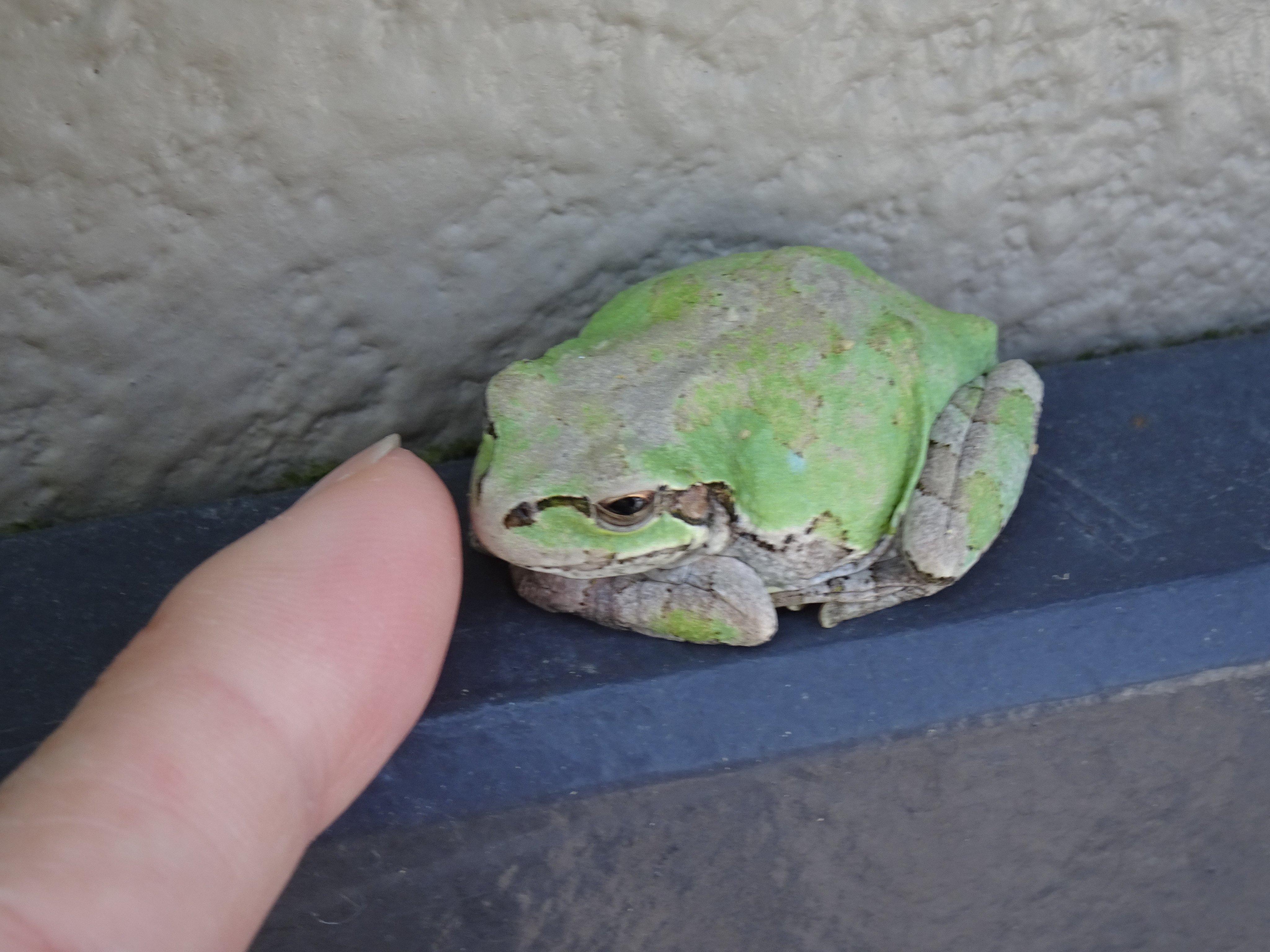 ぬいぐるみ 我が家の門番アマガエル君が 今日無事 冬眠から目覚めて 定位置に戻ってきてくれました 約半年ぶりの再会 嬉しいなぁ アマガエル 越冬 冬眠 T Co V1rgi06ois Twitter