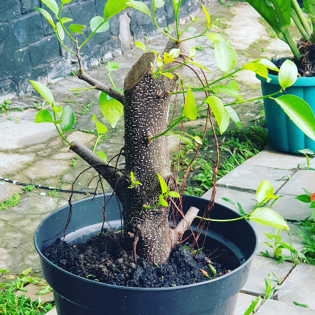 ekosetyawanok99's tweet photo. Bakal bonsai kimeng...semoga bisa jadi...#kimeng #bonsai #bonsaikimeng https://t.co/EmSj36VHr8