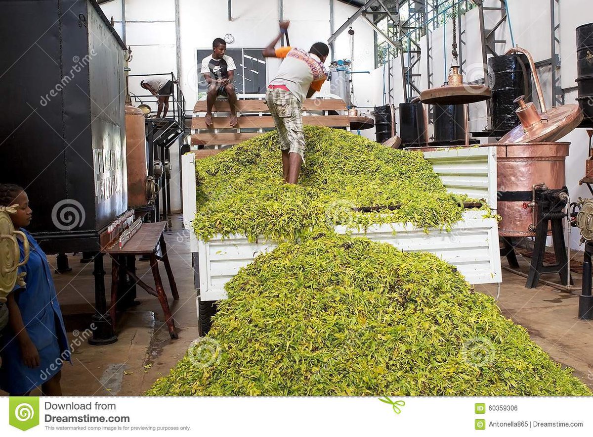 zlatanrene's tweet photo. Nosy Be et Ylang Ylang: d'où l'île aux parfums
À Madagascar, d’où son surnom « l’île aux parfums ». C’est même la principale ressource agricole de l’île. Il est à noter que Madagascar produit plus de 25% de la production mondiale d’Ylang Ylang.🇲🇬 https://t.co/BpPfTcu4HR