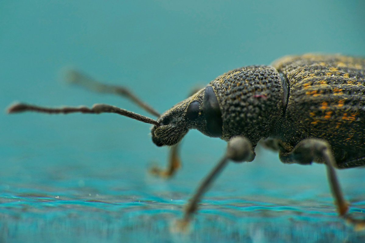 Kayleighhunt's tweet photo. Just a teeny tiny little weevil for your Saturday morning!
#nature #naturelovers #wildlife #wildlifephotography #macrophotography @Buzz_dont_tweet https://t.co/iYcjS7VvPj