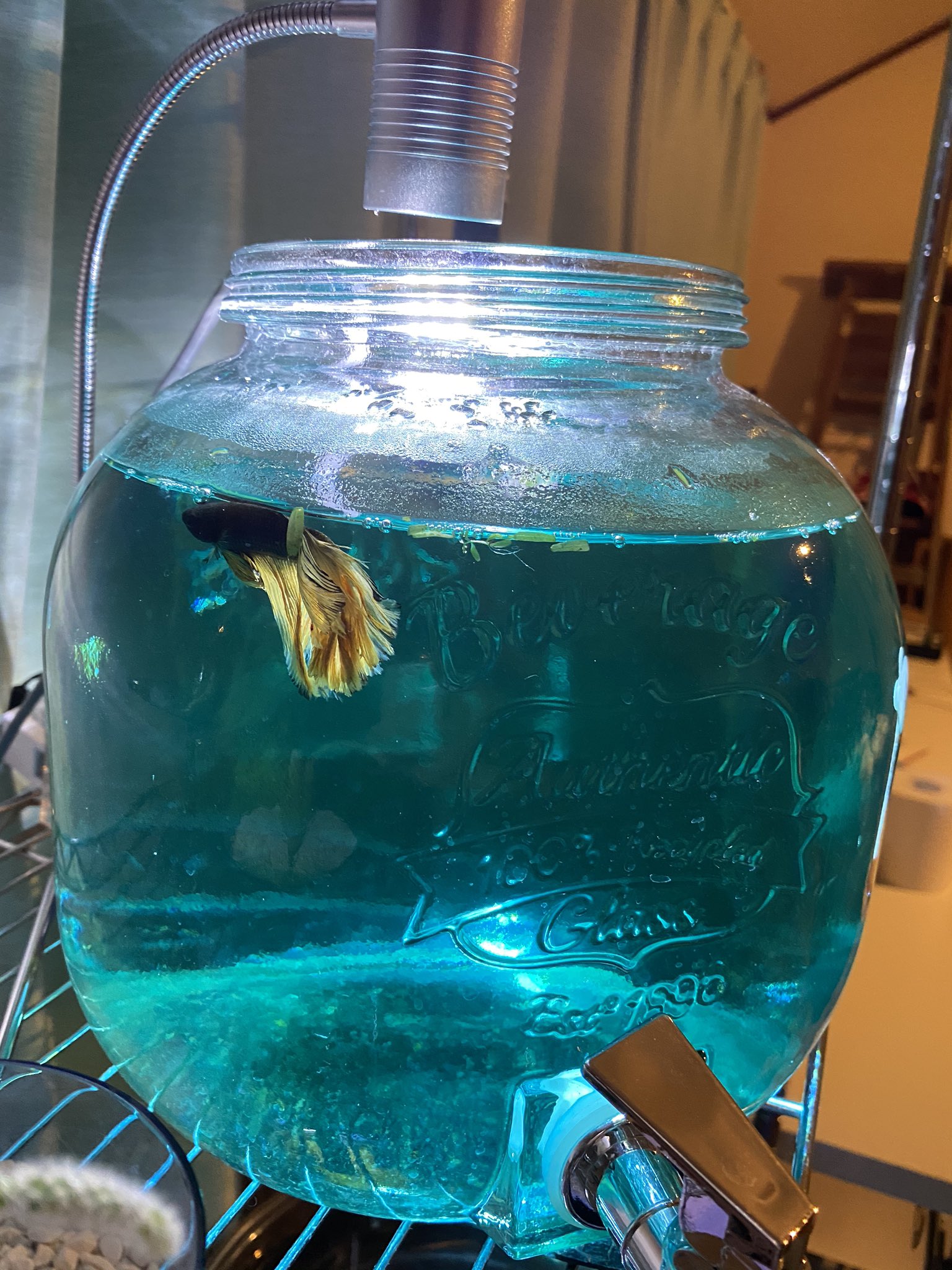 Utopikovgnocchiskiy 一昨日の夜からこんな感じで浮いたままだったり床に落ちた様に横たわってたり 動かなくなっていたので薬浴したら 今日は割と泳いでる 来週の水換えまでこのまま様子見 ベタ飼育 薬浴 グリーンfリキッド マジックリーフ T