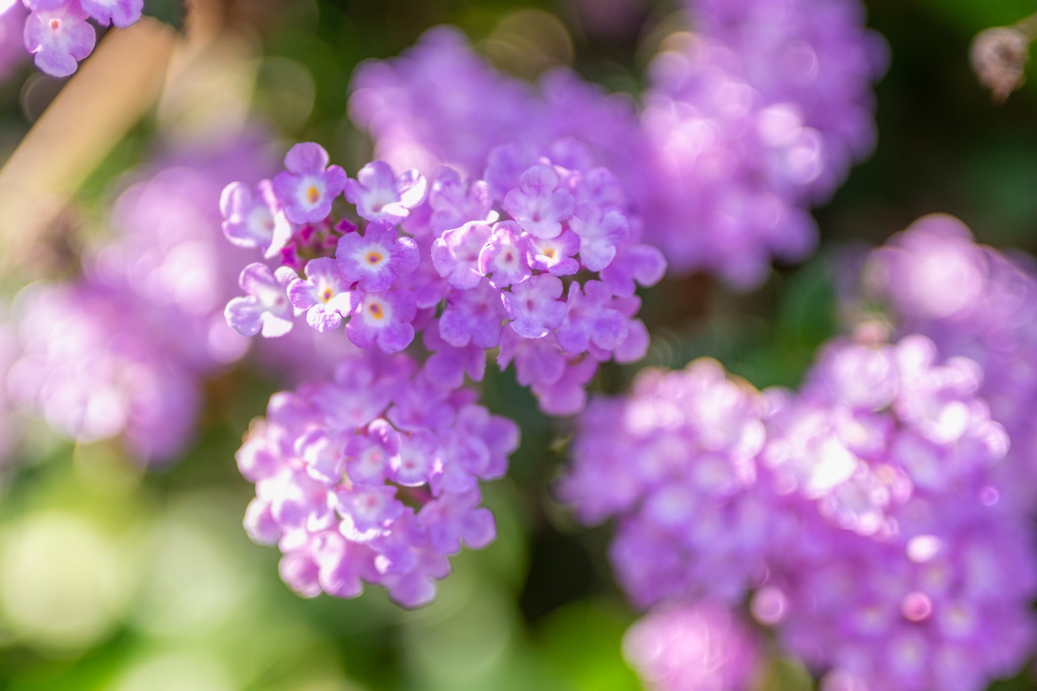 河邉徹 かわべとおる Twitter पर この花の名前は 今日は気温が上がりましたね 僕はとっても嬉しいです 小さくてかわいい花 が咲いていました 名前を知っていますか この花の名前は T Co 5qczel58tz Twitter