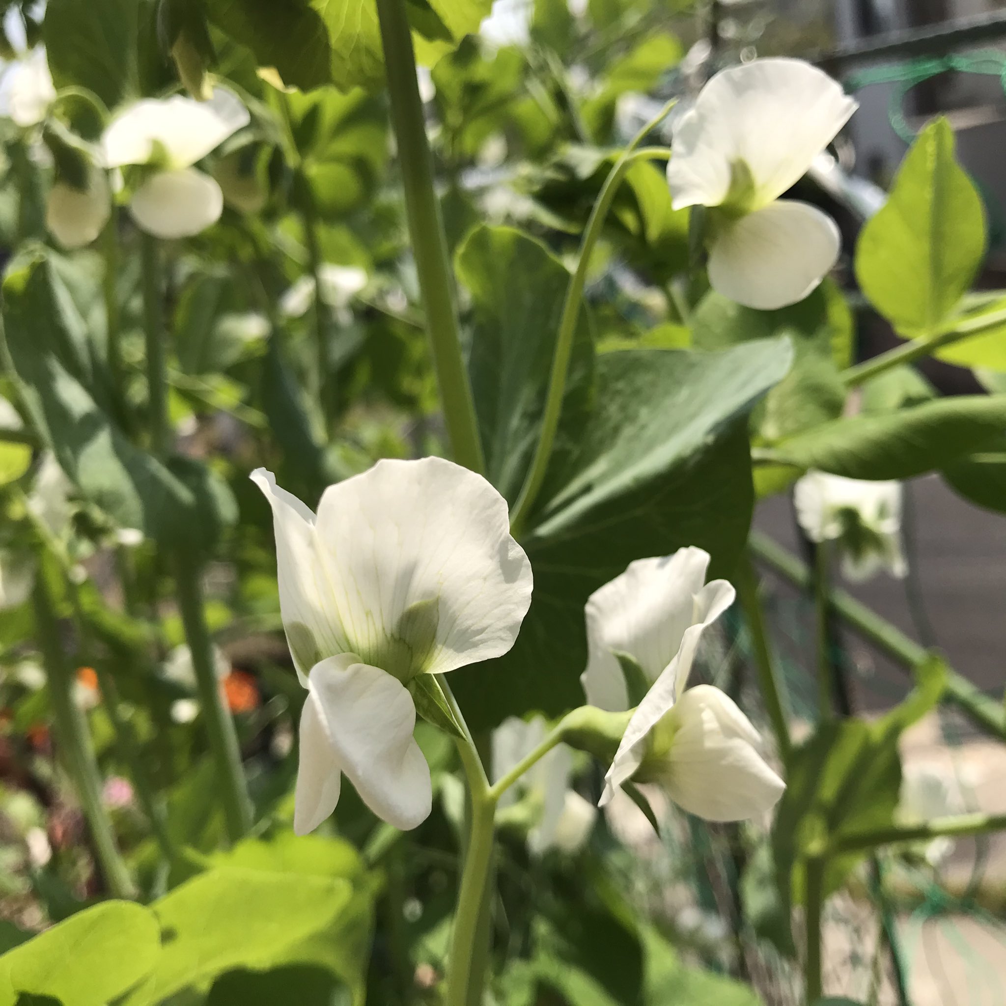 カフェスタイル えんどう豆の花 咲きました かなり背が高く 育ってます 収穫楽しみ えんどう豆 えんどう豆の花 えんどう エンドウ豆 エンドウ豆 エンドウ豆の花 おうちで園芸 ガーデニング おうち園芸 家庭栽培 家庭菜園 T Co