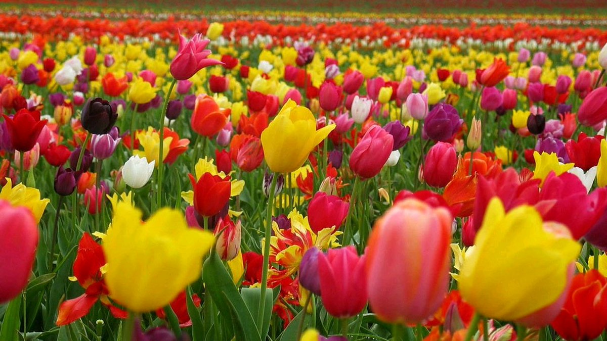 Thierry Gauthier tweet media