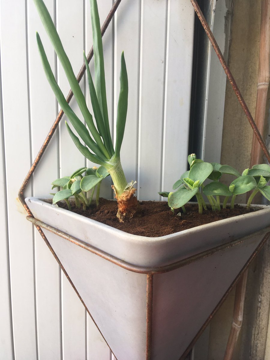 Caro Chimo tweet media