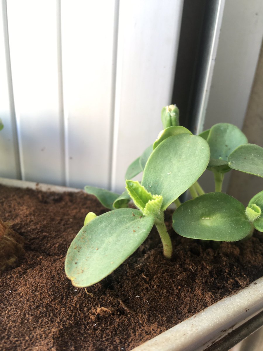 Caro Chimo tweet media