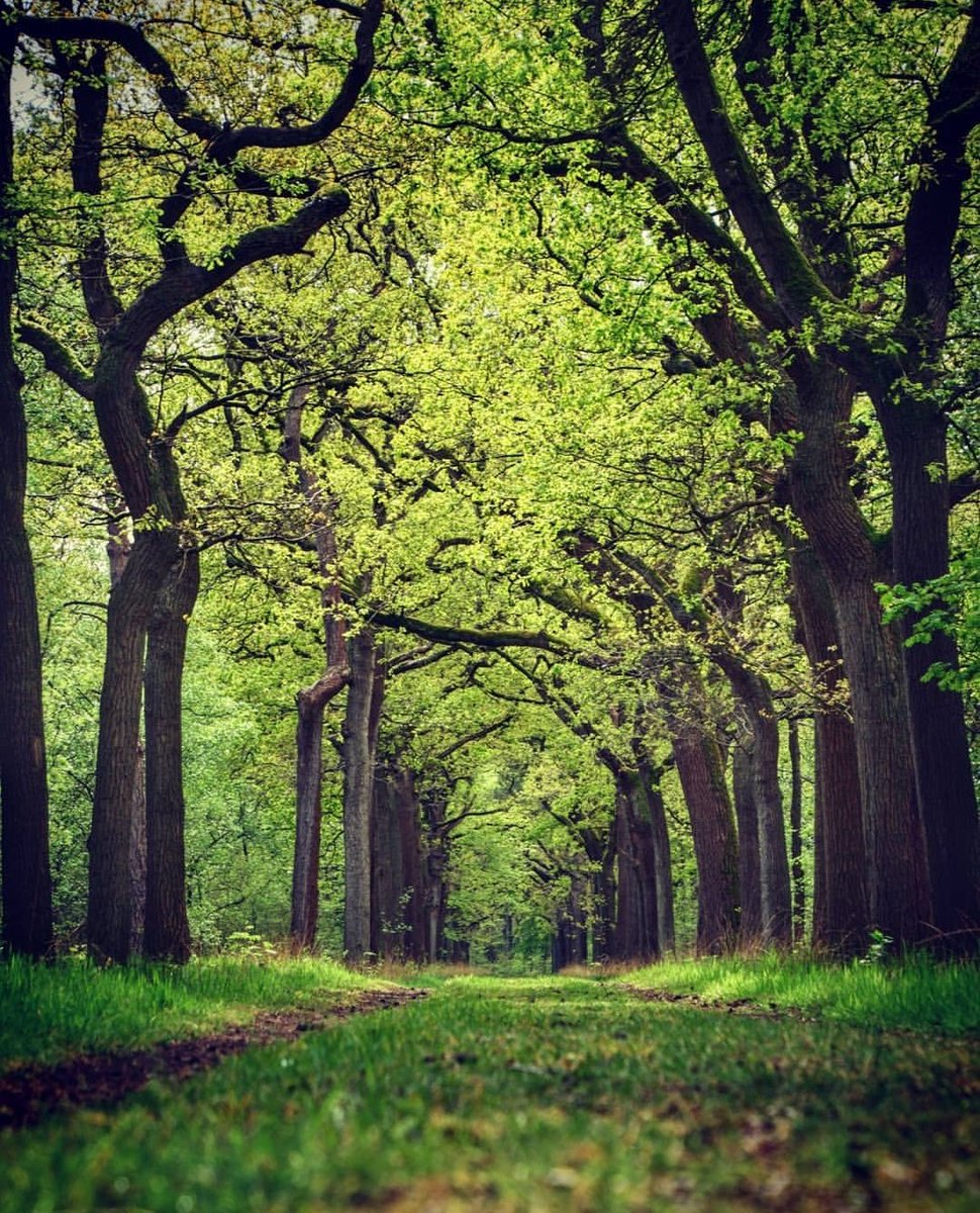 intheamomintsje's tweet photo. Goedemorgen fris, groen Fryslân!! Starnumanbos nabij #Ruigahuizen #Fryslân https://t.co/gXsQ0LVdgg